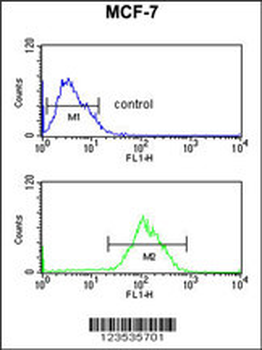 CBX1 Antibody (C-term)