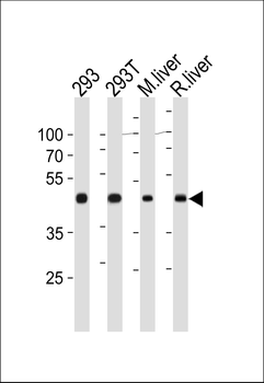 OAT Antibody (N-term)
