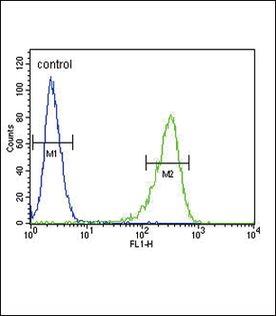 OAT Antibody (N-term)