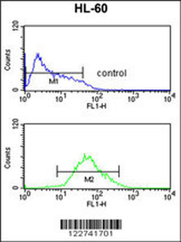 ADCY8 Antibody (Center)