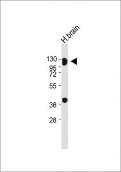 MAG Antibody (Center)