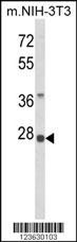 RPS8 Antibody (N-term)