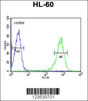 RPS8 Antibody (N-term)
