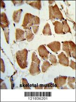 TAZ Antibody (N-term)