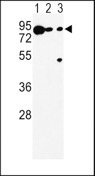 DCT Antibody (N-term)