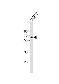 IL10RA Antibody (Center)