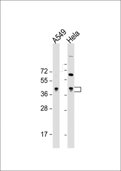 BMI1 Antibody