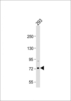 HSPA7 Antibody (Center)