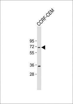 HSPA7 Antibody (Center)