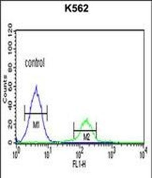 FNDC5 Antibody (C-term)