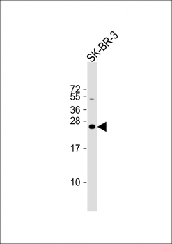 DERL1 Antibody (C-term)