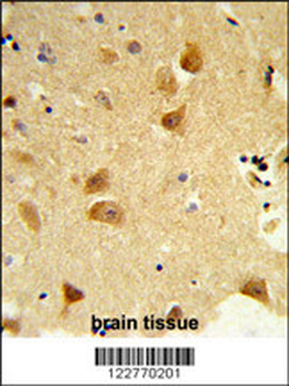 DERL1 Antibody (C-term)