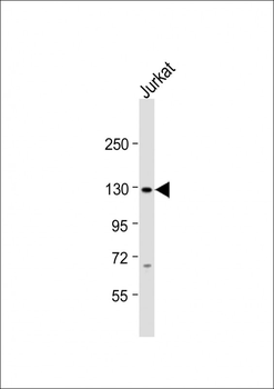SREBF1 Antibody (Center)