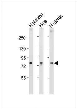 LTF Antibody