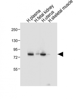 LTF Antibody