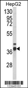 PECI Antibody (C-term)