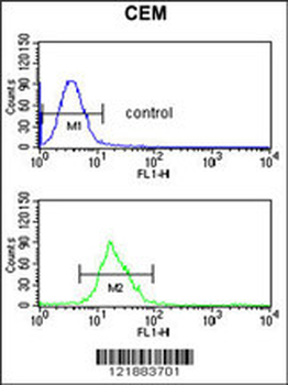 ITGB3 Antibody (C-term)