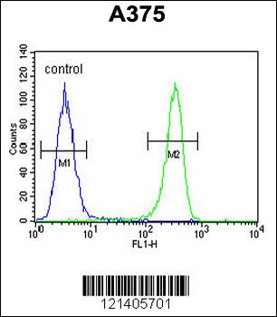 DSC1 Antibody (C-term)