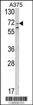 SLC23A2 Antibody (N-term)