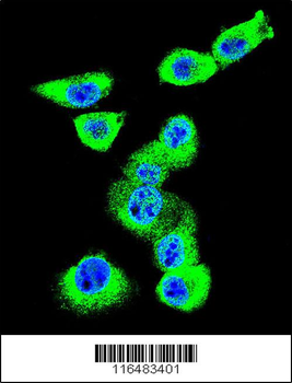 CAV2 Antibody (N-term)
