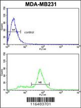 CAV2 Antibody (N-term)
