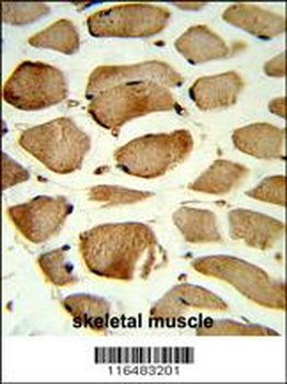 CAV2 Antibody (N-term)