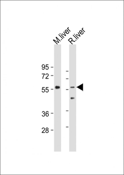 SCP2 Antibody (Center)