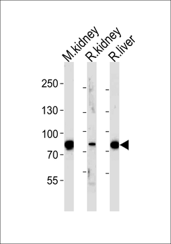 EHHADH Antibody (C-term)