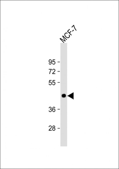 ADIPOR1 Antibody (C-term)