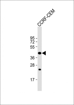 PTAR1 Antibody (Center)