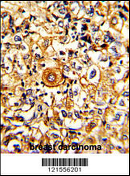 PTAR1 Antibody (Center)