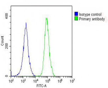 PRODH Antibody (Center)