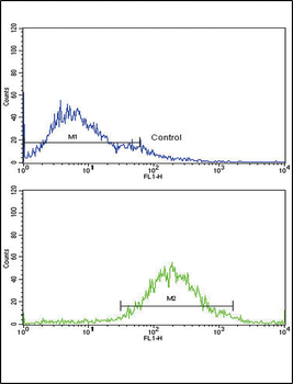 IGFBP2 Antibody (C-term)