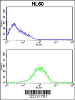 PSMB9 Antibody (C-term)