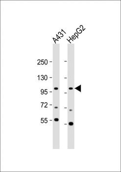 AP2A2 Antibody (Center)