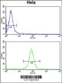 CALM1 Antibody (C-term)