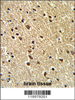 ZFP36 Antibody (Center)