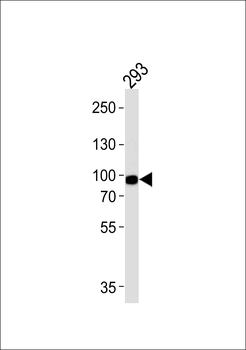 PLA2G4A Antibody (Center)