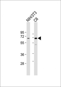 SHP2 Antibody