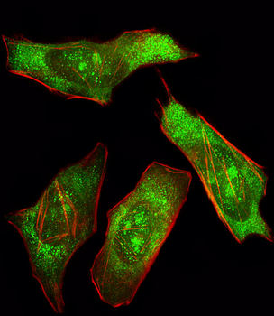 SHP2 Antibody