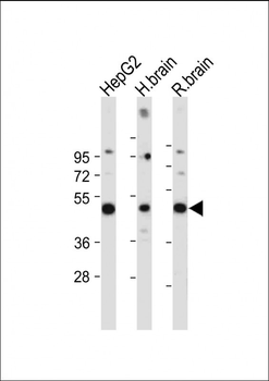 DUSP6 Antibody (Center)