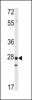 PRL1 Antibody