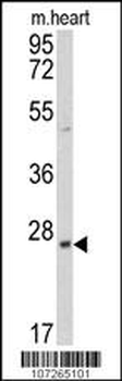 PRL3 Antibody