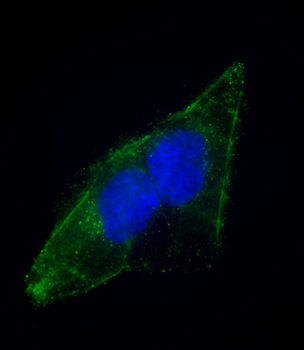 EPS8 Antibody (N-term)
