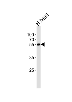 PACSIN1 Antibody (N-term)