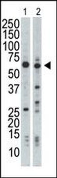 NRBP Antibody (N-term)