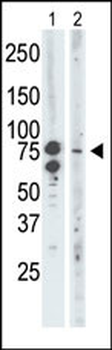 BRD3 Antibody (C-term)