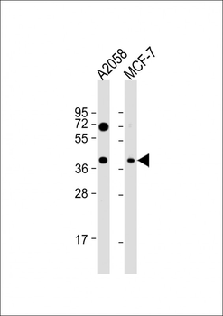GNA12 Antibody (S67)