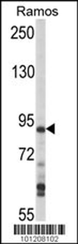 MAP4K1 (HPK1) Antibody (C-term)