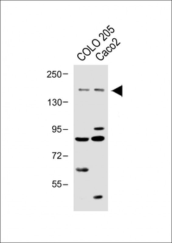 TNIK(S764) Antibody